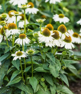 Echinacea purpurea 'Sombrero Blanco'